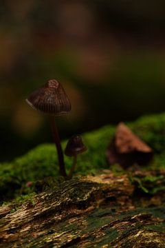 Porteurs d'ombre dans le bois