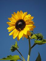 Ironische bloem