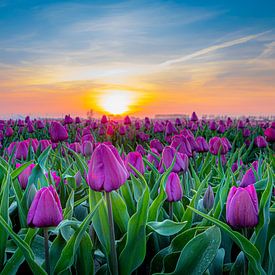 Tulpenfeld mit Sonnenuntergang von Eddie Visser
