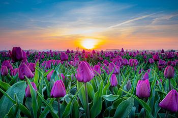 Champ de tulipes avec coucher de soleil