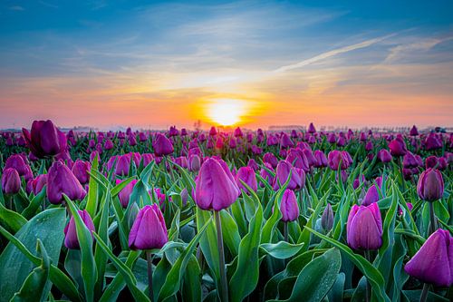 Tulpenfeld mit Sonnenuntergang