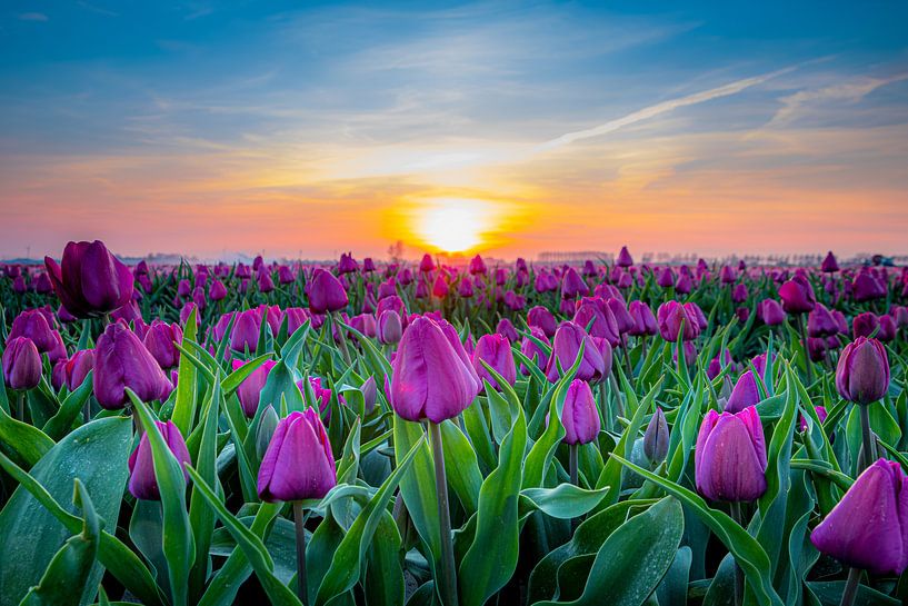 Champ de tulipes avec coucher de soleil par Eddie Visser