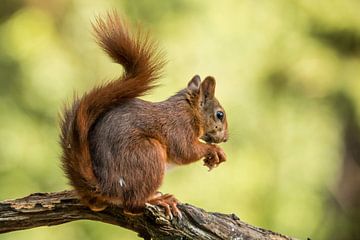 Ecureuil, Sciurus vulgaris. Ecureuil roux. sur Gert Hilbink