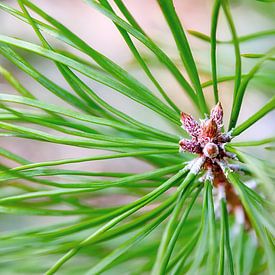 Touch of light at a delicate young pine shoot by AS Photography