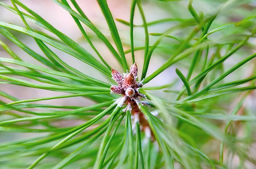 Touche de lumière sur une jeune pousse de pin délicate par AS Photography