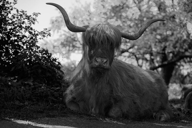 Scottish Highlander by Peter Bartelings