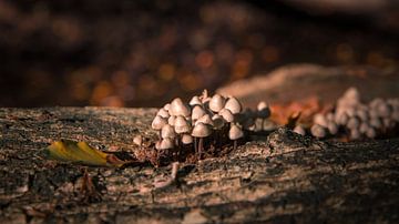 Pilze auf einem Baumstamm im Herbst von Mayra Fotografie