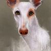 Podenco blanc Ibicenco Blanca sur Tanja Kooymans