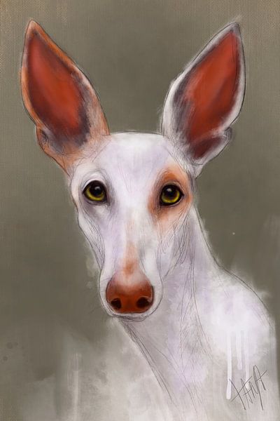 Weißer Podenco Ibicenco Blanca von Tanja Kooymans