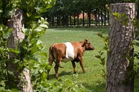 Lakenvelders bij Kasteel de Vanenburg Putten