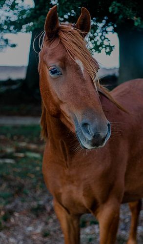 Wildpferd auf der Veluwe