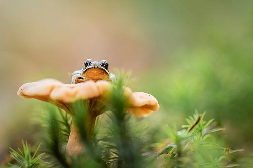 Een kikker op zijn troon