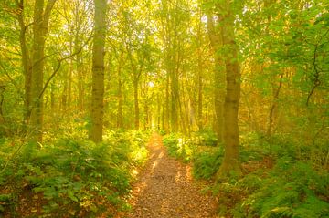 Chemin à travers une forêt de hêtres avec lumière du soleil sur Sjoerd van der Wal Photographie