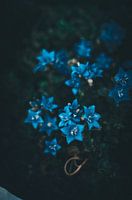 Blue flowers