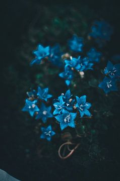 Blauwe bloemen van Jan Eggenberger