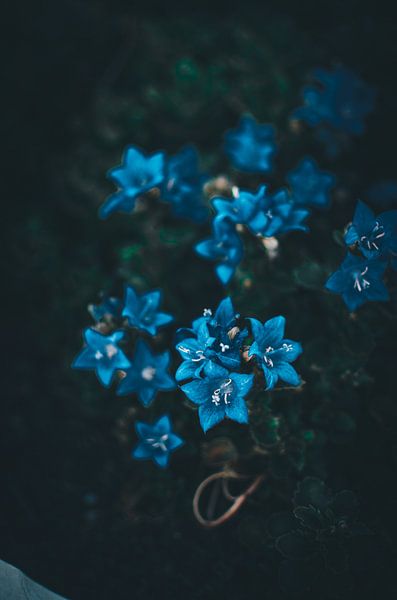 Blue flowers by Jan Eggenberger