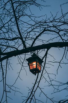 Lantern in the tree