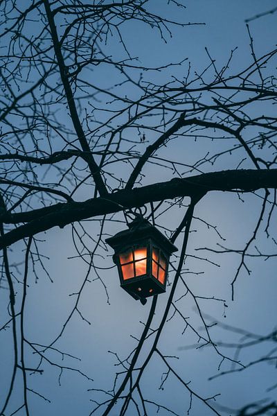 Lanterne dans l'arbre par Robin van Steen