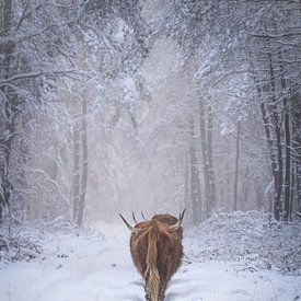 Schottische Hochlandrinder im Schnee von Tom Zwerver