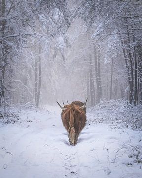 Schottische Hochlandrinder im Schnee von Tom Zwerver