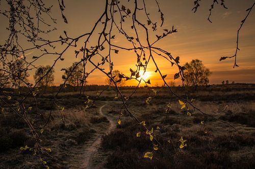 Zonsondergang op de Veluwe bij Ede