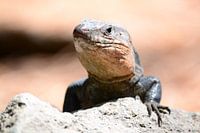 Close-up salamander