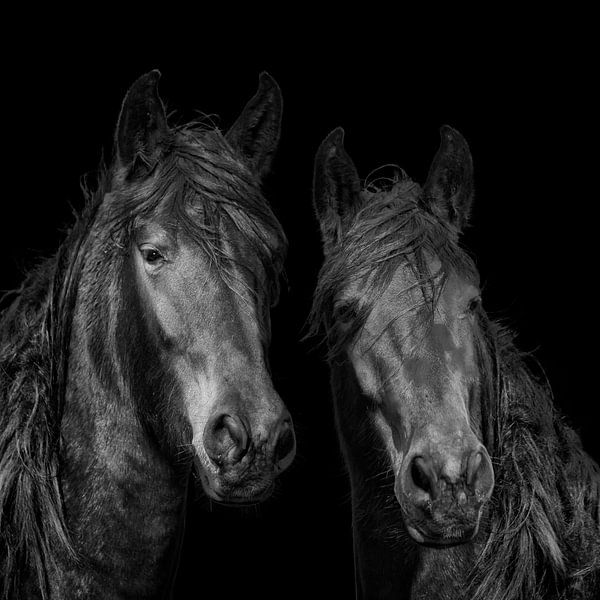 KWPN horses, warm-blooded horses by Gert Hilbink