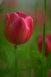 Tulp met Waterdruppel by Istvan Nagy