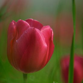 Tulp met Waterdruppel van Istvan Nagy