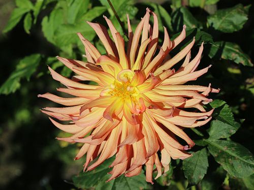 Dahlia Hapet Goliath