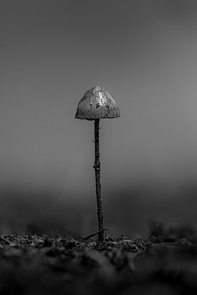 ..one.. von Thomas Heins