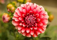 Dahlia