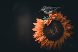 Mésange charbonnière sur un tournesol