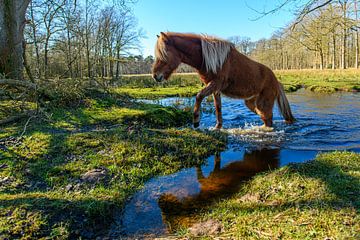 Icelandic horse wading through a stream