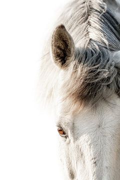Gefluister van Licht - Een Stilistisch Paardenportret van Femke Ketelaar