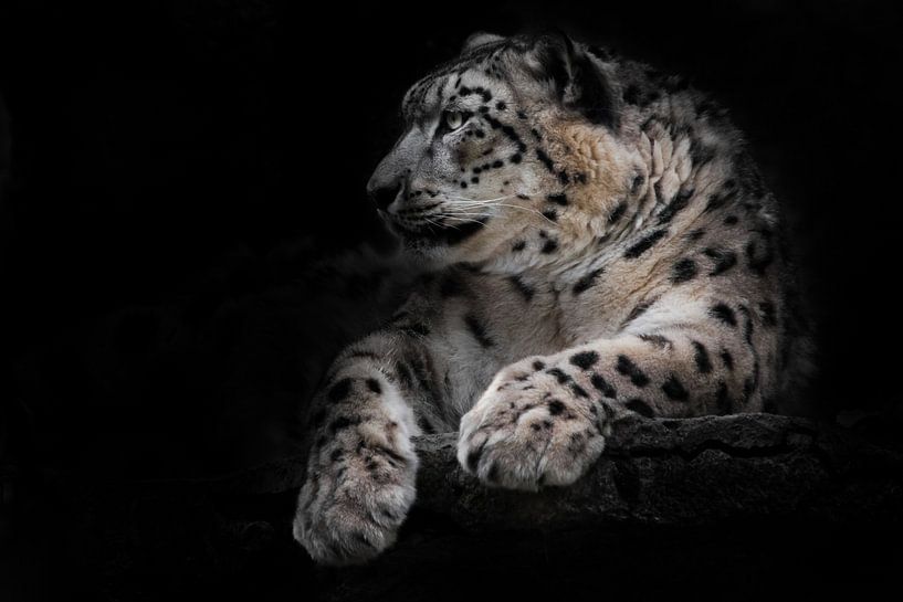 Powerful big predatory cat snow leopard sits on a rock close-up. Dark, black background by Michael Semenov