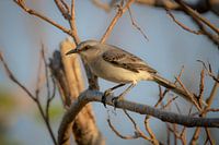 Tropiche Spottdrossel während der goldenen Stunde