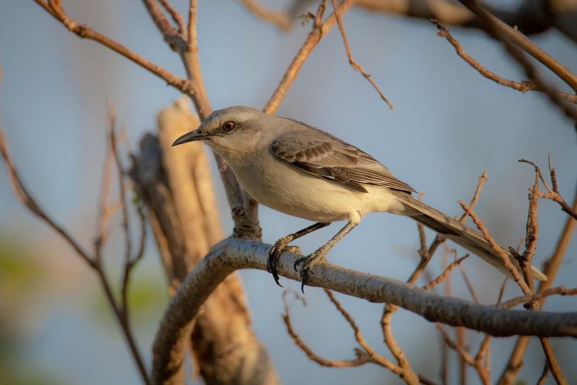 Oiseau moqueur Tropiche à l'heure d'or par Pieter JF Smit