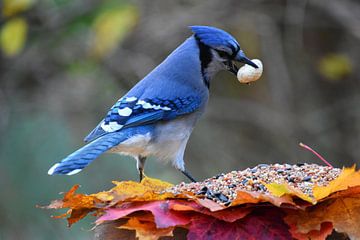 A blue jay at the feeder in the garden by Claude Laprise
