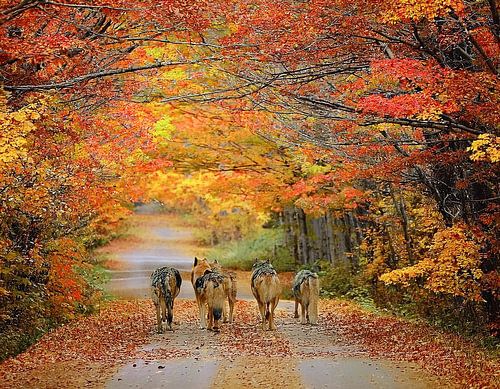 Een roedel wolven in de herfst