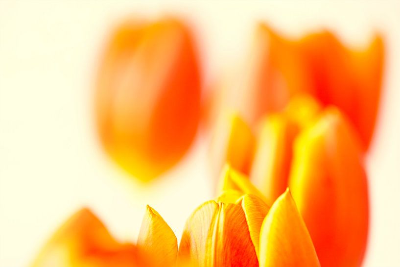 Oranje tulpen van Maerten Prins
