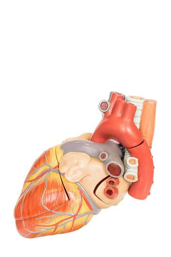 Model of a human heart showing the inside from the front.