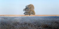 Big tree in a heather field, morning with frost von Luis Boullosa Miniaturansicht
