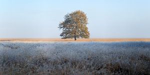 Big tree in a heather field, morning with frost sur Luis Boullosa