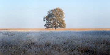 Big tree in a heather field, morning with frost