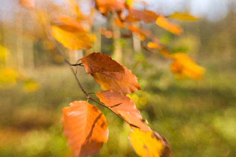 Autumm by Janny Kleijn