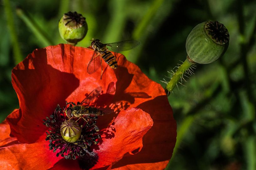 Zomer. Summer. van Cor Pot