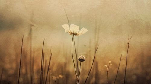 Nostalgic Nature No 12