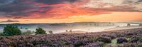 Panoramic flowering heather on the Posbank by Sander Grefte thumbnail