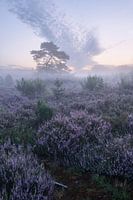 Heidebloesem in de Brunssumheide